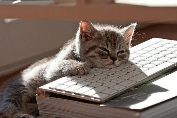 ねこ画像で癒されるトピ4