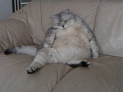 ねこ画像で癒されるトピ4