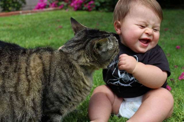 ねこ画像で癒されるトピ4