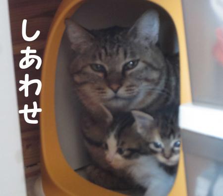 ねこ画像で癒されるトピ4