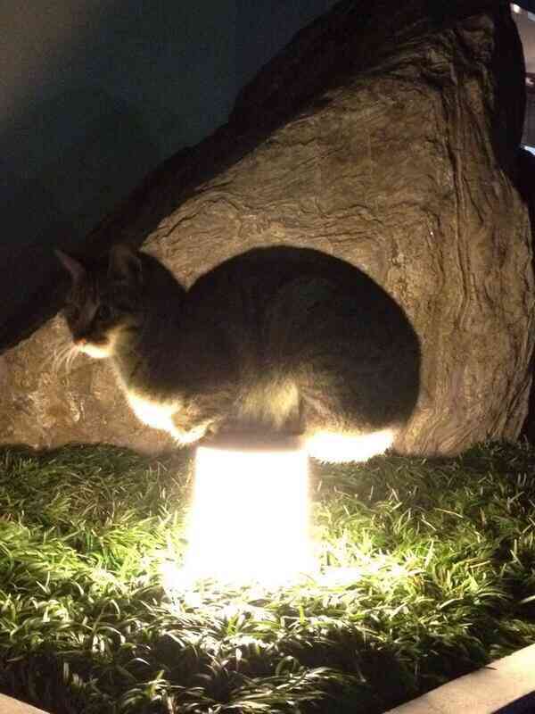 ねこ画像で癒されるトピ4