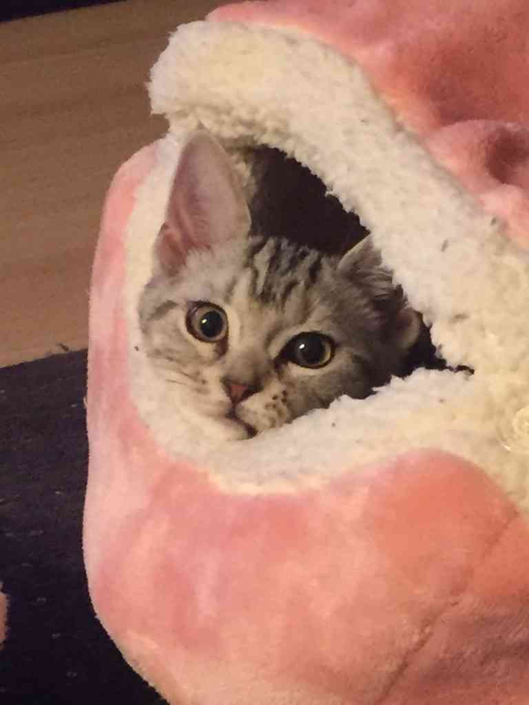 ねこ画像で癒されるトピ4