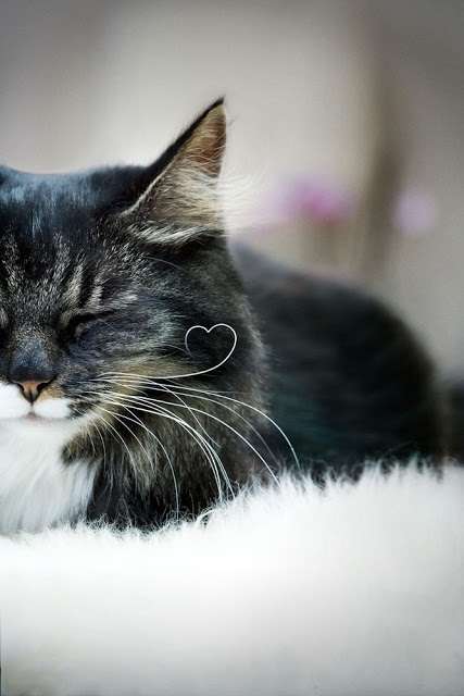 ねこ画像で癒されるトピ4