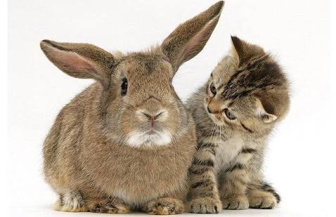 ねこ画像で癒されるトピ4