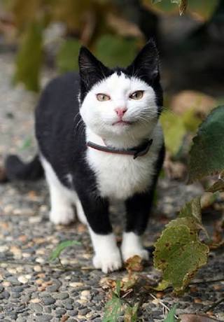 ねこ画像で癒されるトピ4
