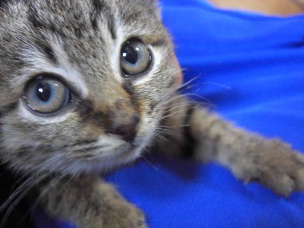 ねこ画像で癒されるトピ4