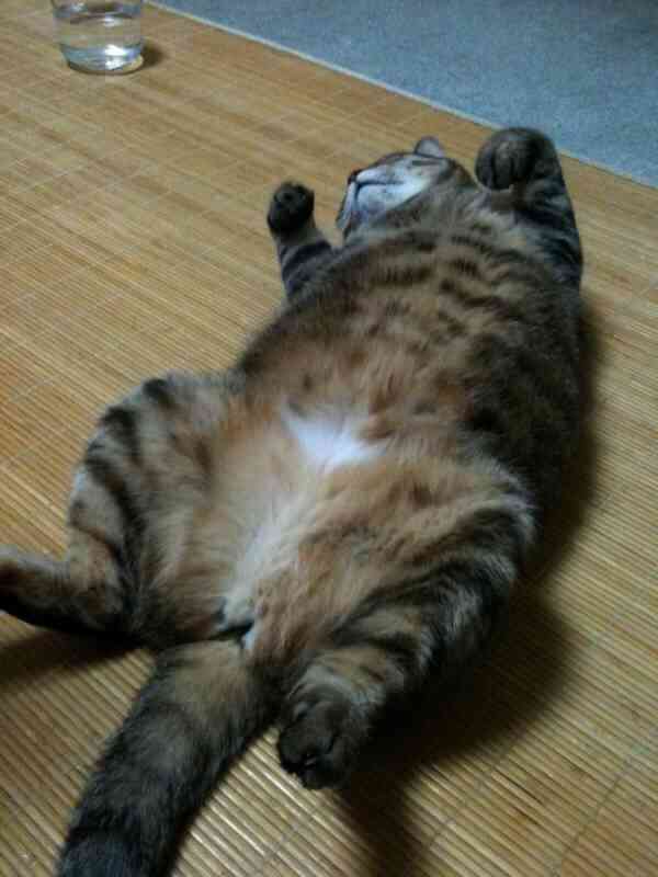 ねこ画像で癒されるトピ4