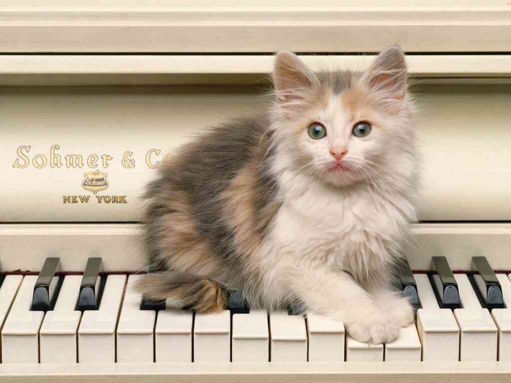 ねこ画像で癒されるトピ4