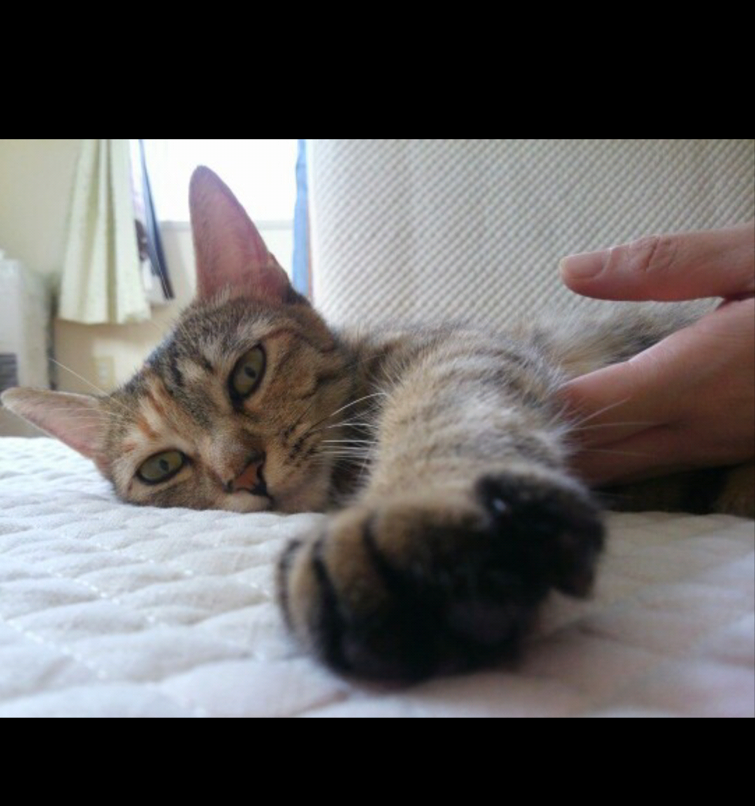 ねこ画像で癒されるトピ4