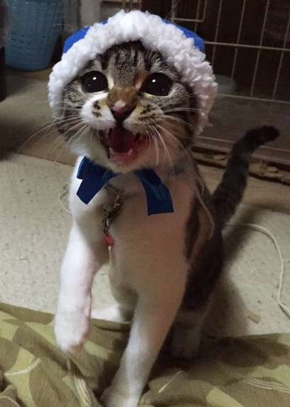 ねこ画像で癒されるトピ4