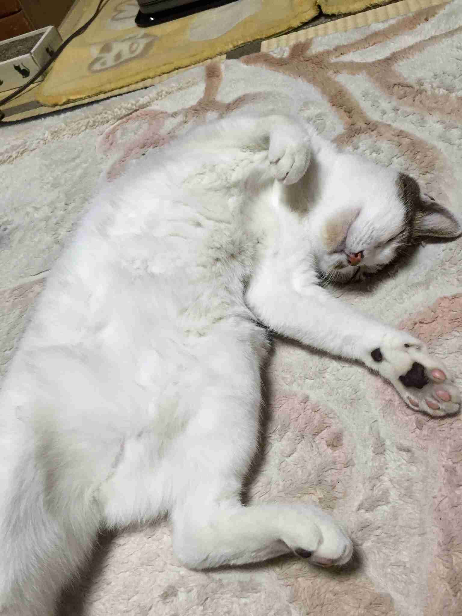ねこ画像で癒されるトピ4