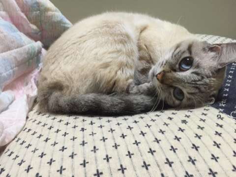 ねこ画像で癒されるトピ4