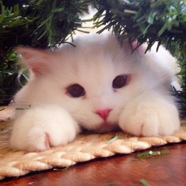 ねこ画像で癒されるトピ4
