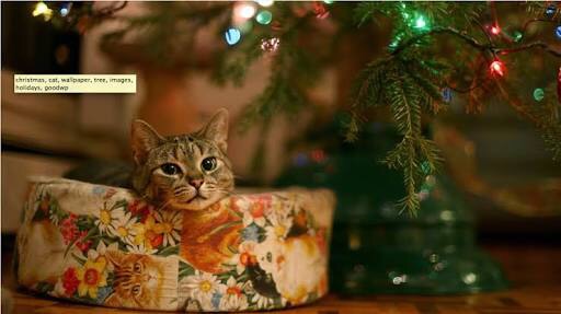 ねこ画像で癒されるトピ4
