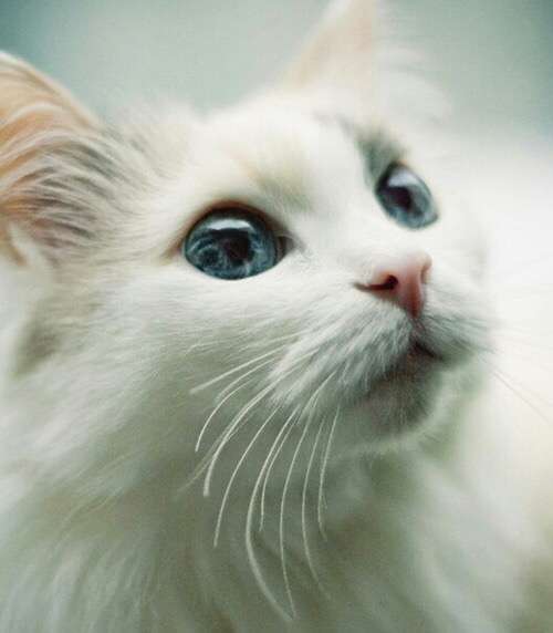 ねこ画像で癒されるトピ4