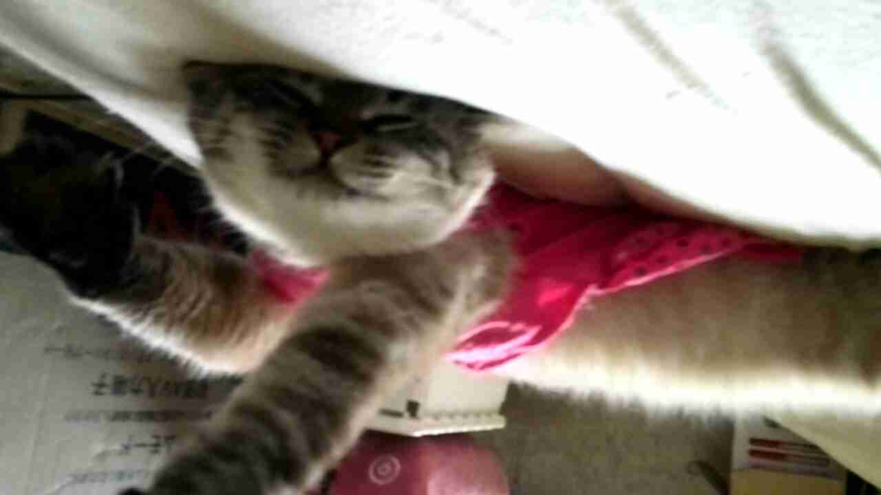 ねこ画像で癒されるトピ4