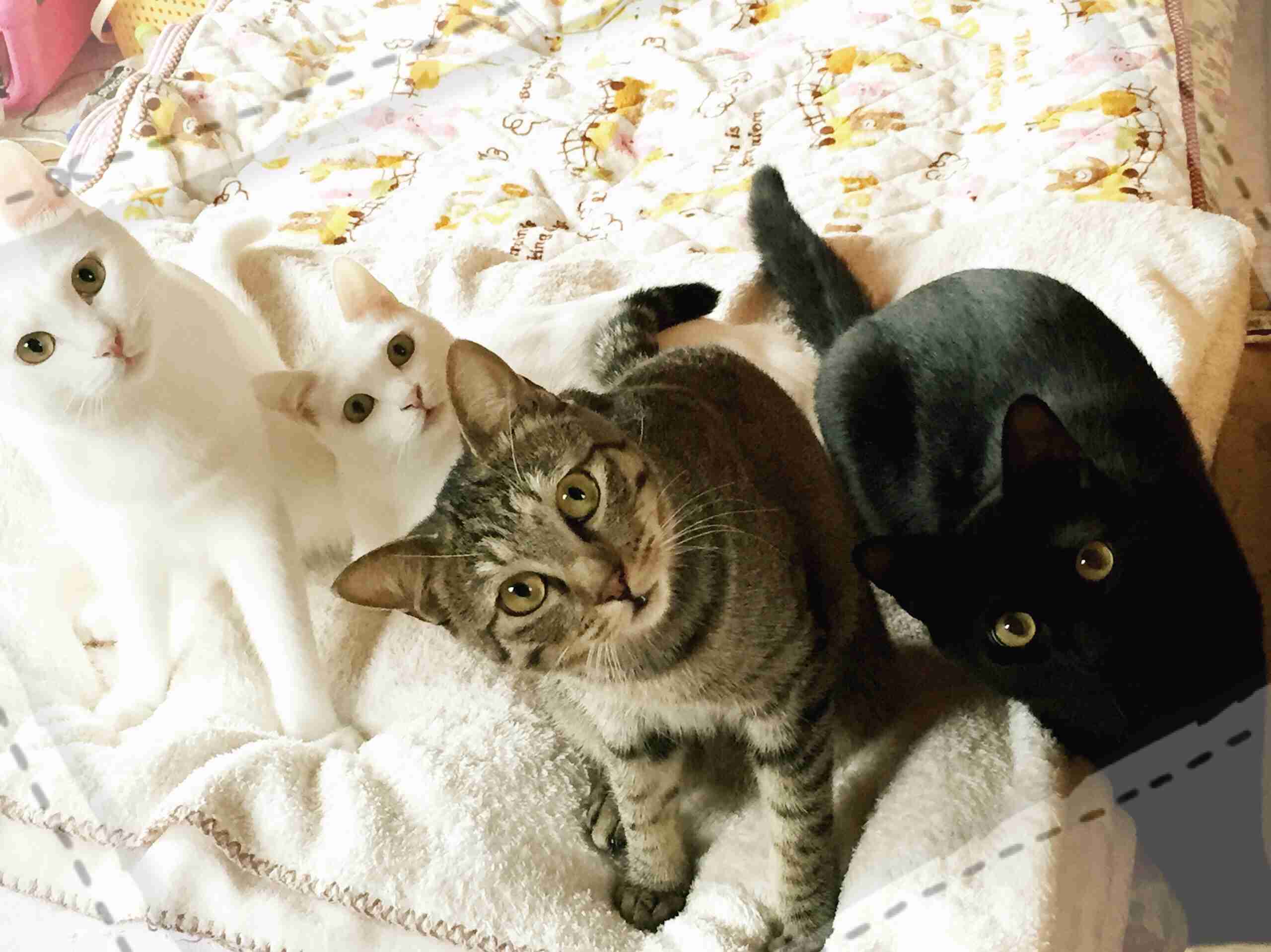 ねこ画像で癒されるトピ4