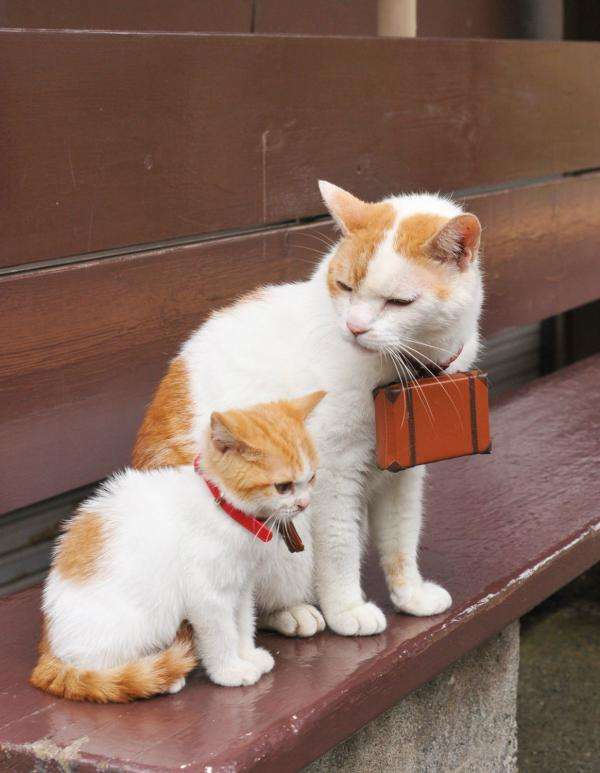 ねこ画像で癒されるトピ4