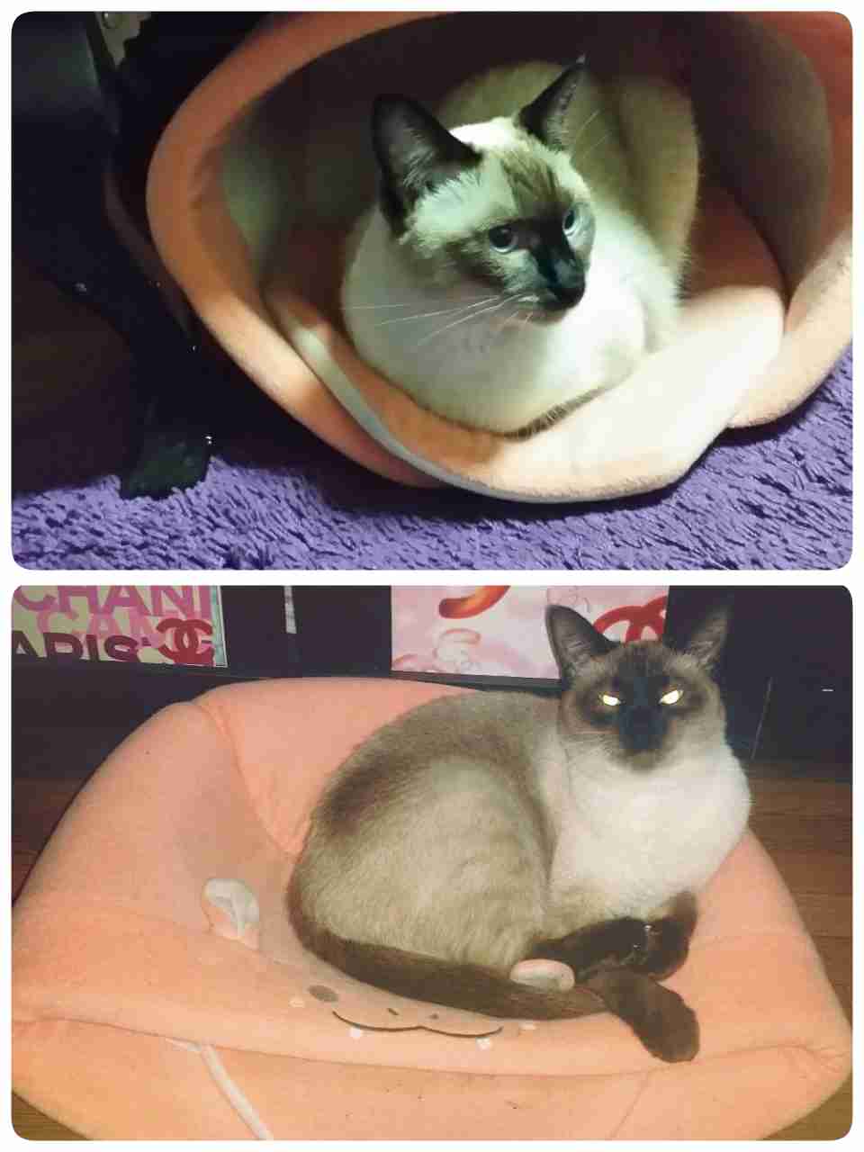 ねこ画像で癒されるトピ4