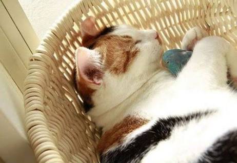 ねこ画像で癒されるトピ4