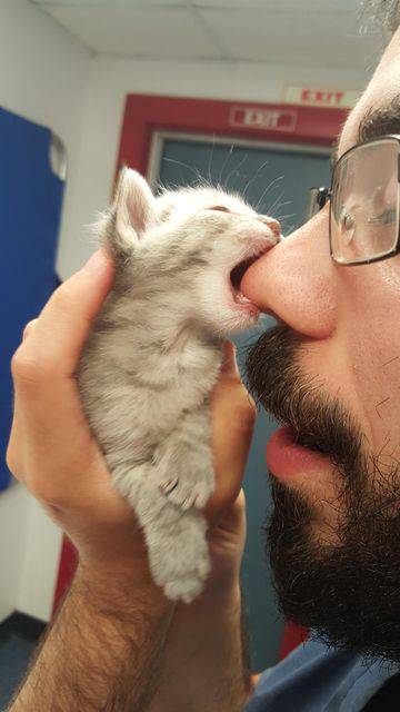 ねこ画像で癒されるトピ4