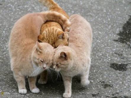 ねこ画像で癒されるトピ4