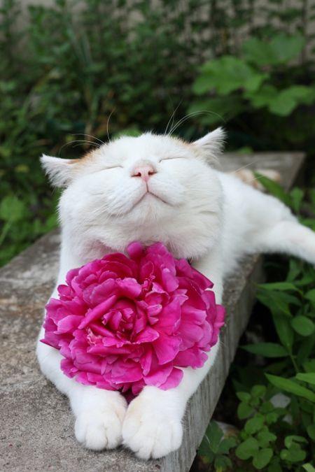 ねこ画像で癒されるトピ4
