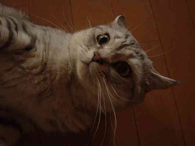 ねこ画像で癒されるトピ4