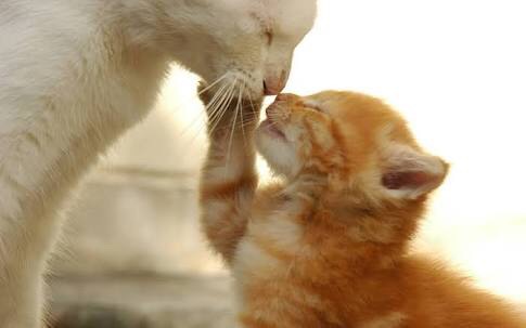 ねこ画像で癒されるトピ4