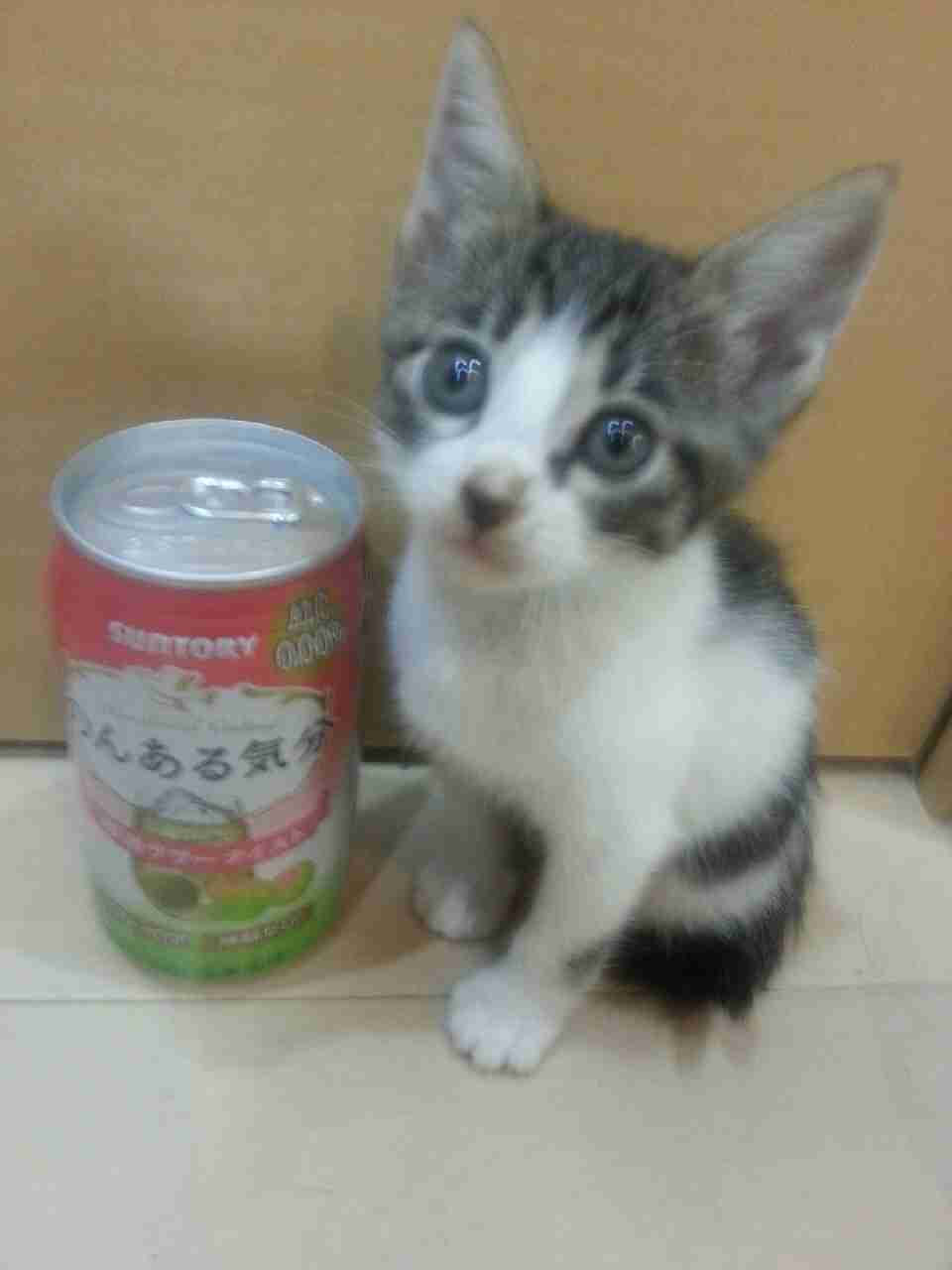 ねこ画像で癒されるトピ4