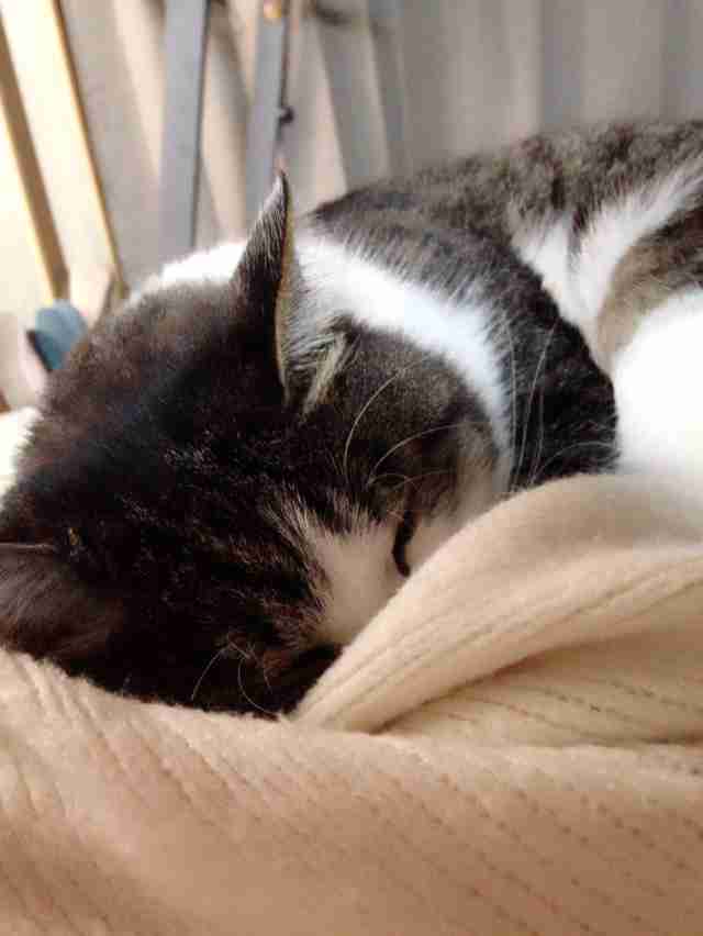 ねこ画像で癒されるトピ4
