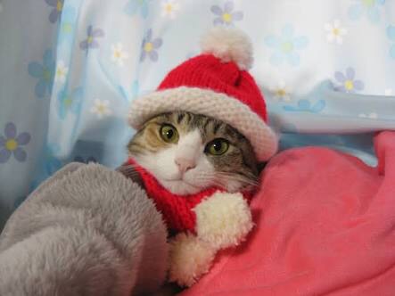 ねこ画像で癒されるトピ4
