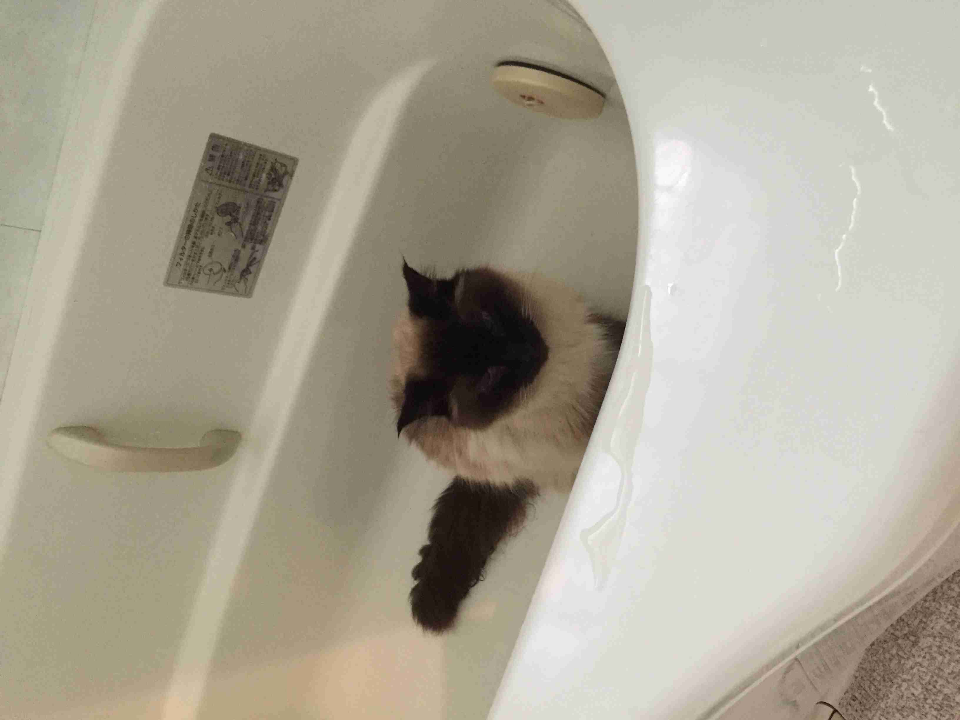 ねこ画像で癒されるトピ4