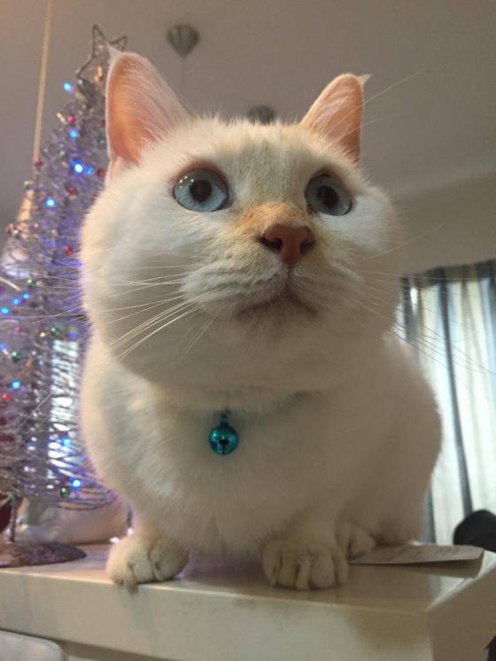 ねこ画像で癒されるトピ4