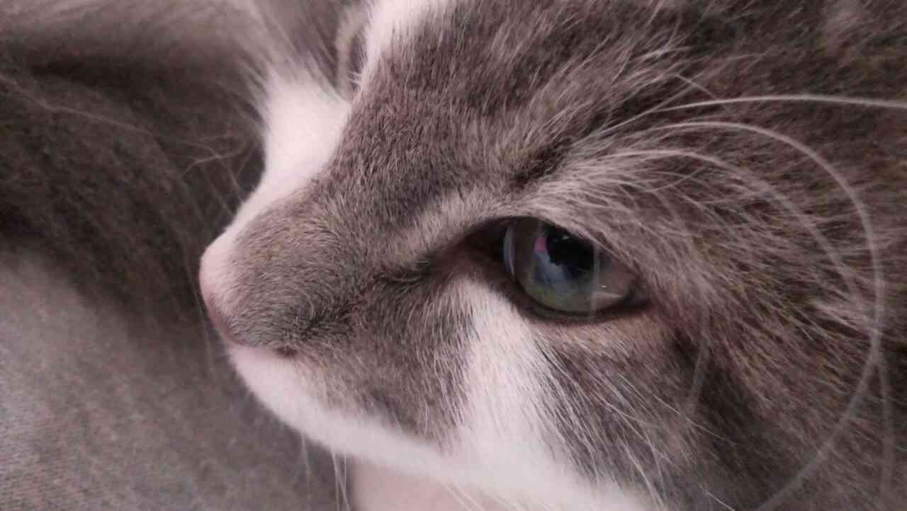 ねこ画像で癒されるトピ4