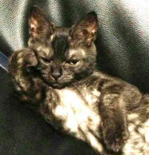 ねこ画像で癒されるトピ4