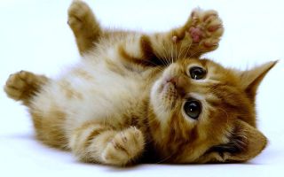ねこ画像で癒されるトピ4