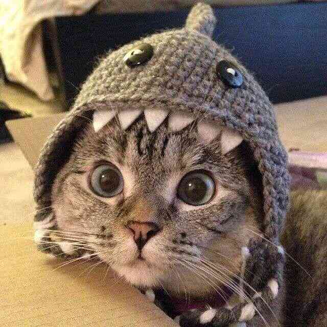 ねこ画像で癒されるトピ4