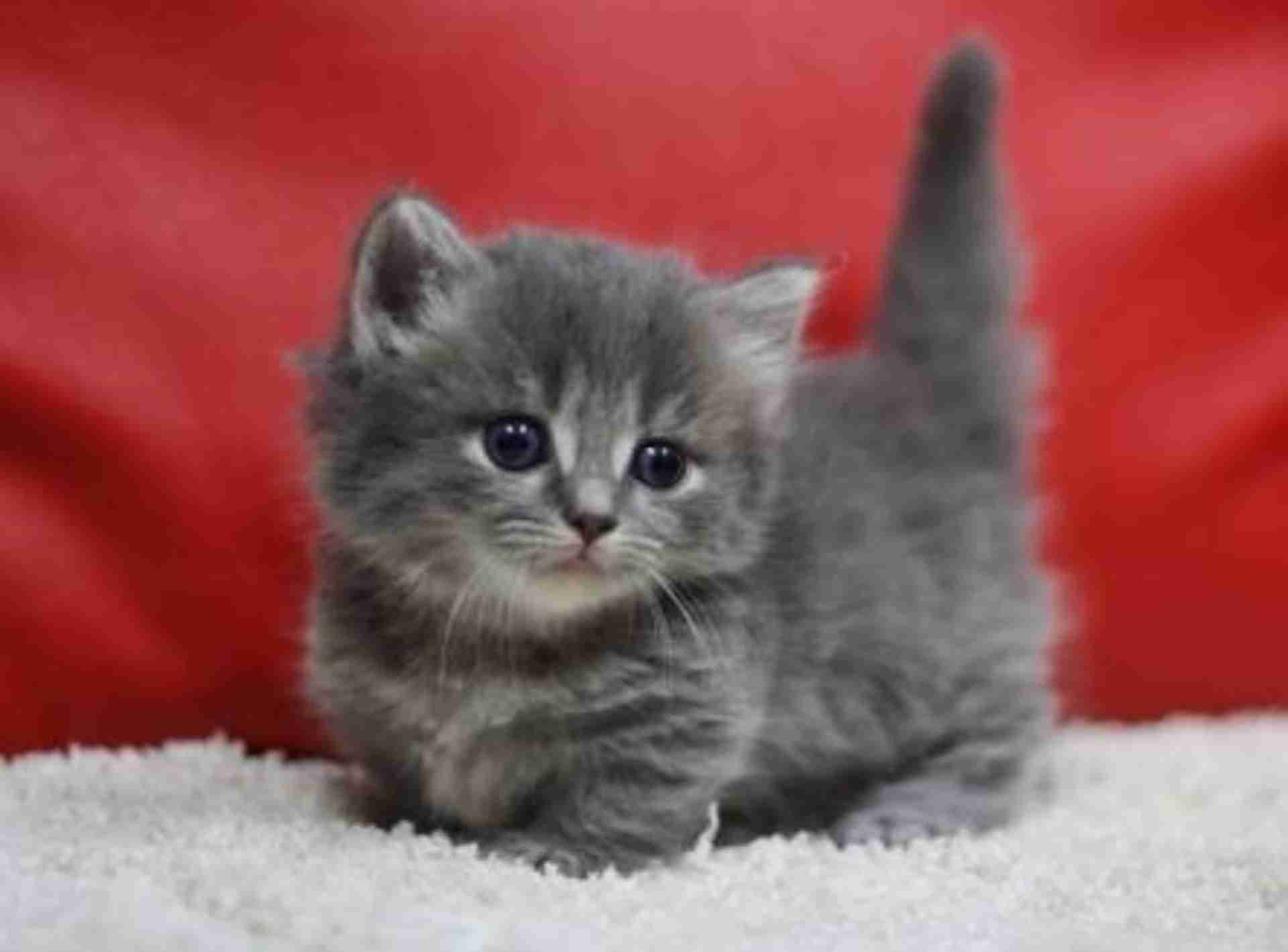 ねこ画像で癒されるトピ4