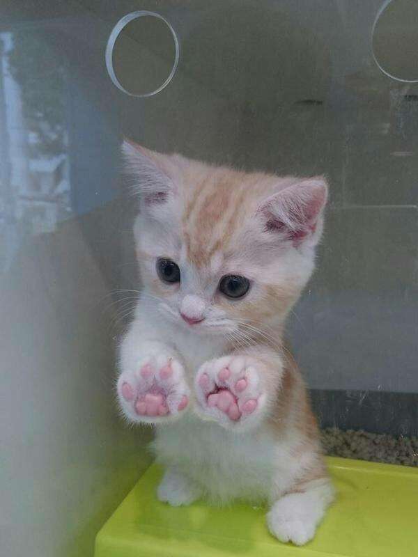 ねこ画像で癒されるトピ4