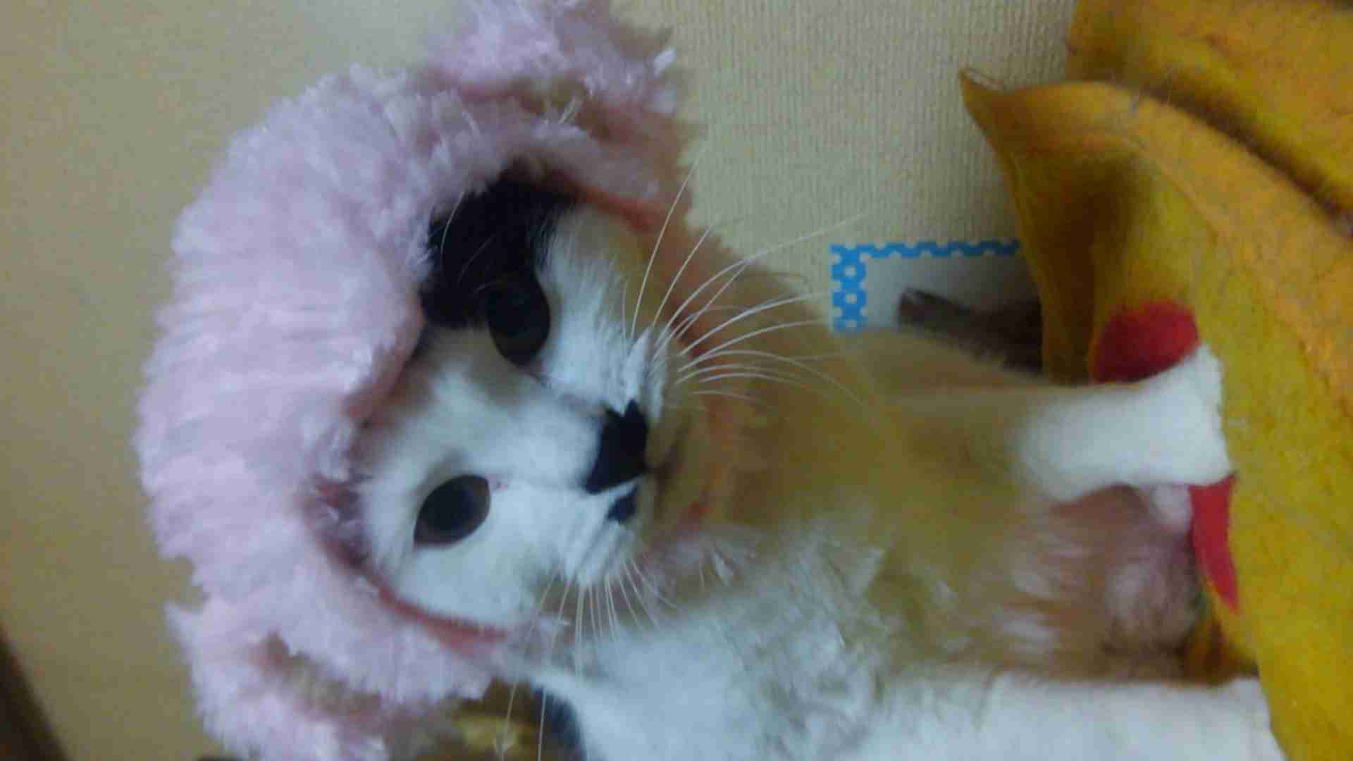 ねこ画像で癒されるトピ4