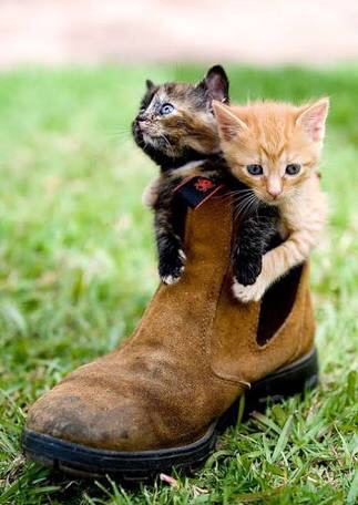ねこ画像で癒されるトピ4