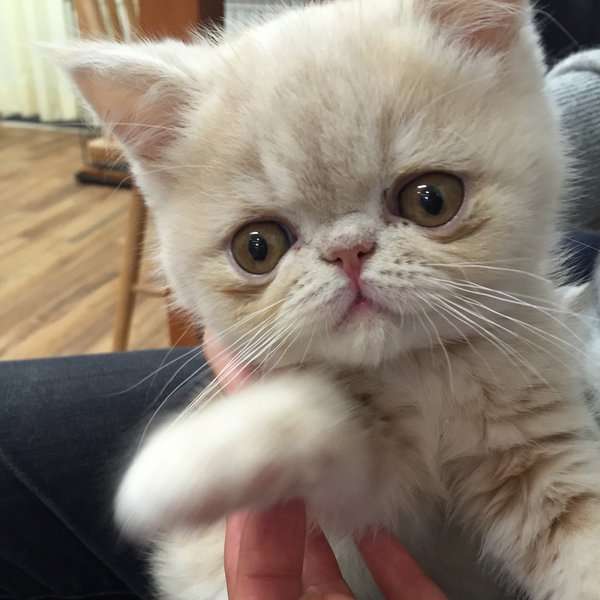 ねこ画像で癒されるトピ4