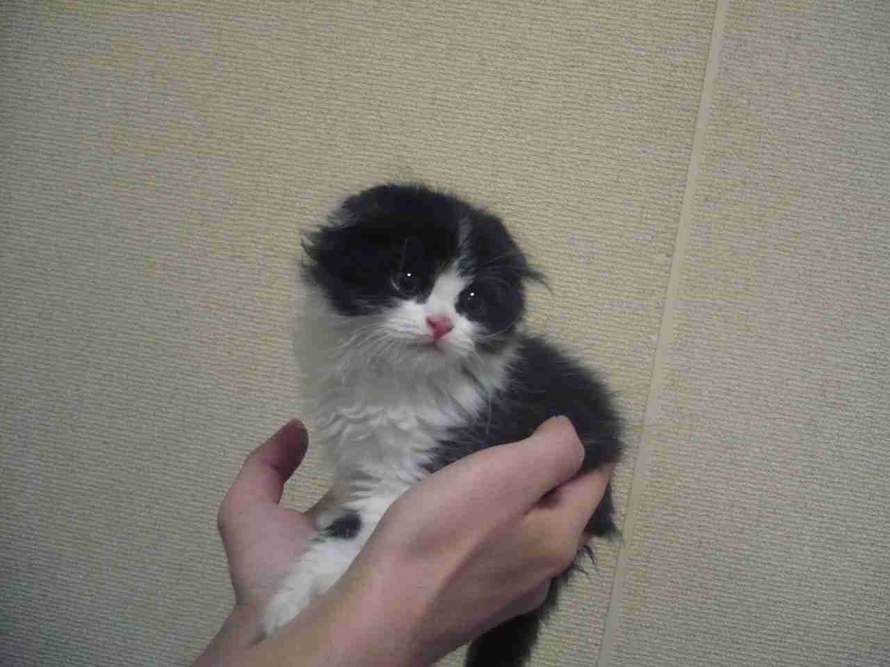 ねこ画像で癒されるトピ4