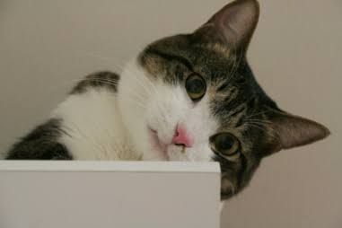ねこ画像で癒されるトピ4