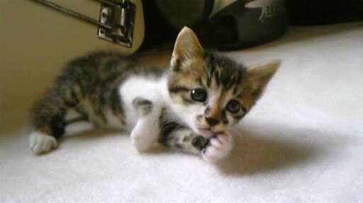 ねこ画像で癒されるトピ4