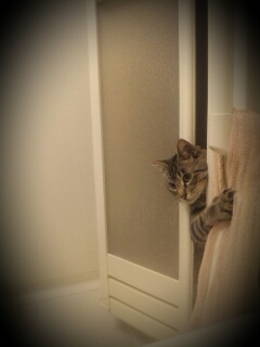 ねこ画像で癒されるトピ4