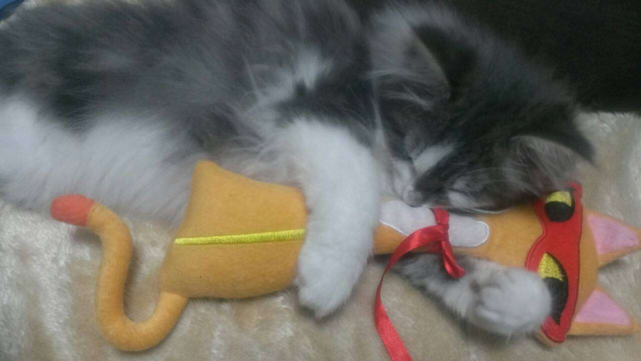 ねこ画像で癒されるトピ4