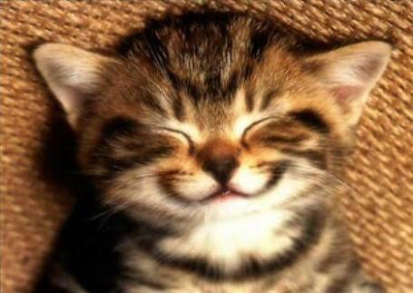 ねこ画像で癒されるトピ4