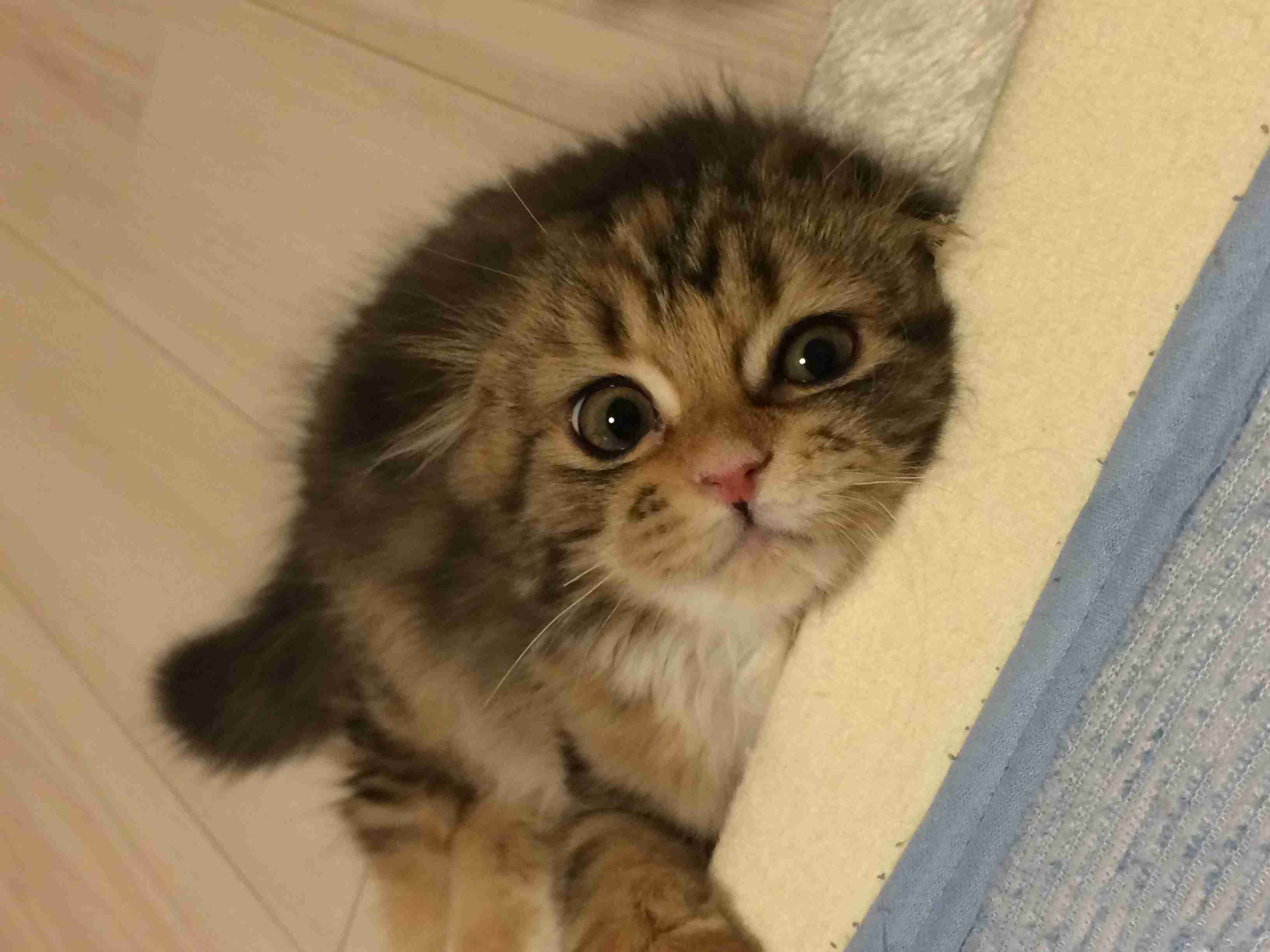 ねこ画像で癒されるトピ4